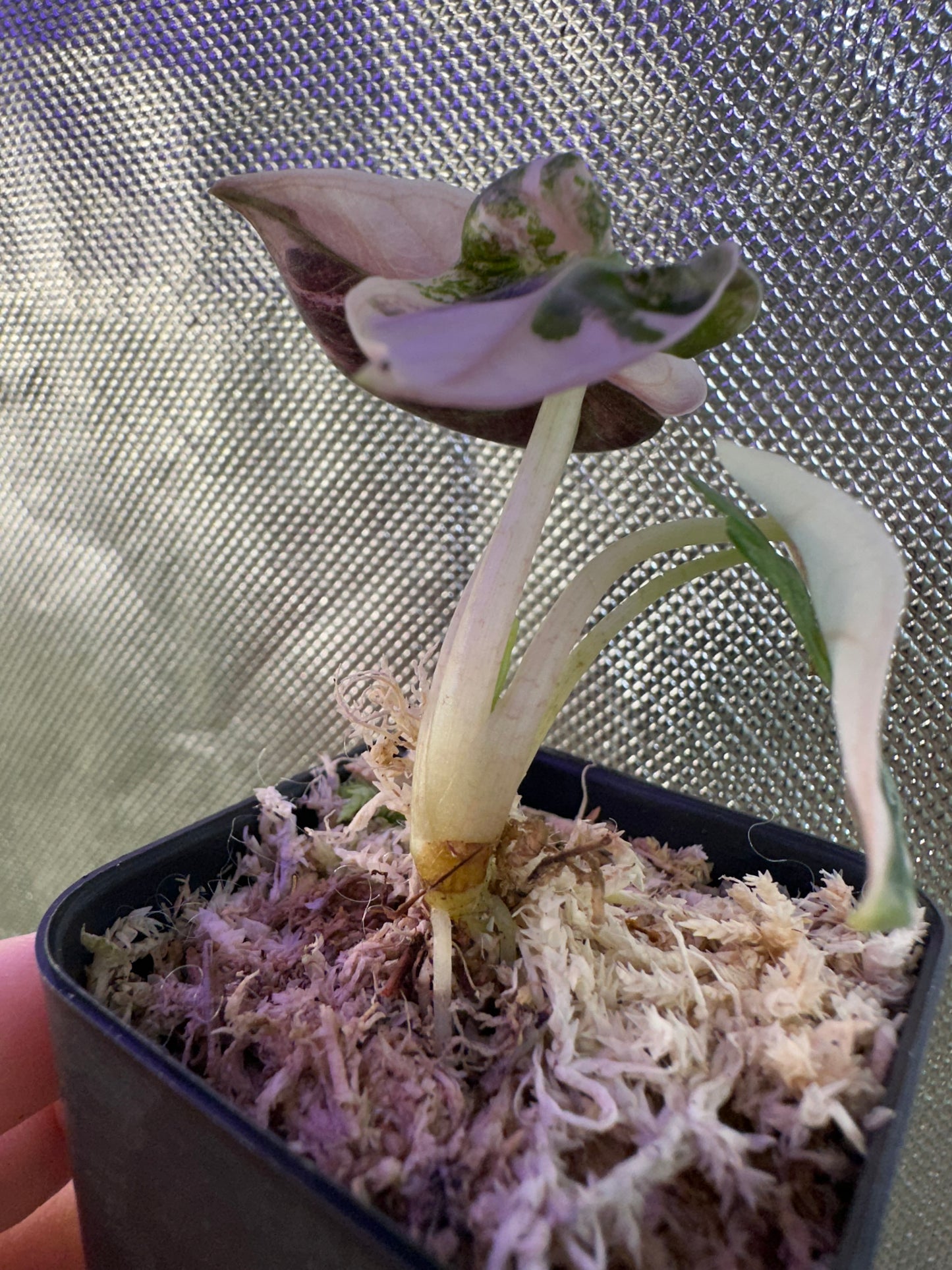Alocasia Heart Balloon Pink Variegated