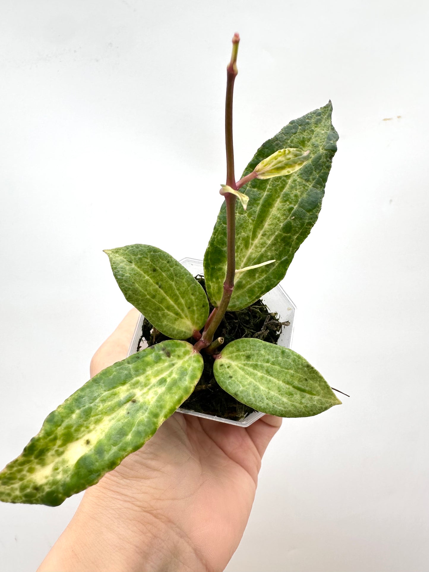 Hoya Crocodile