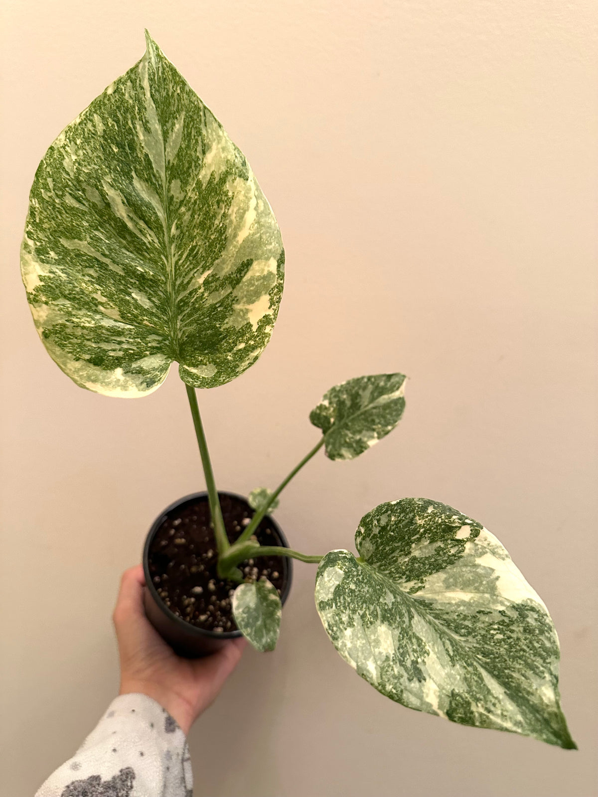 Monstera Legacy A