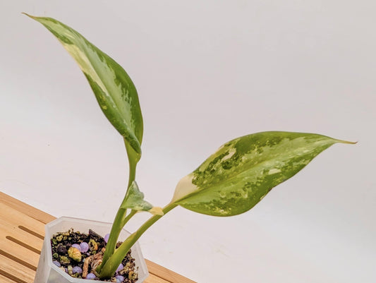 Aglaonema Bhumi Savarna Variegated