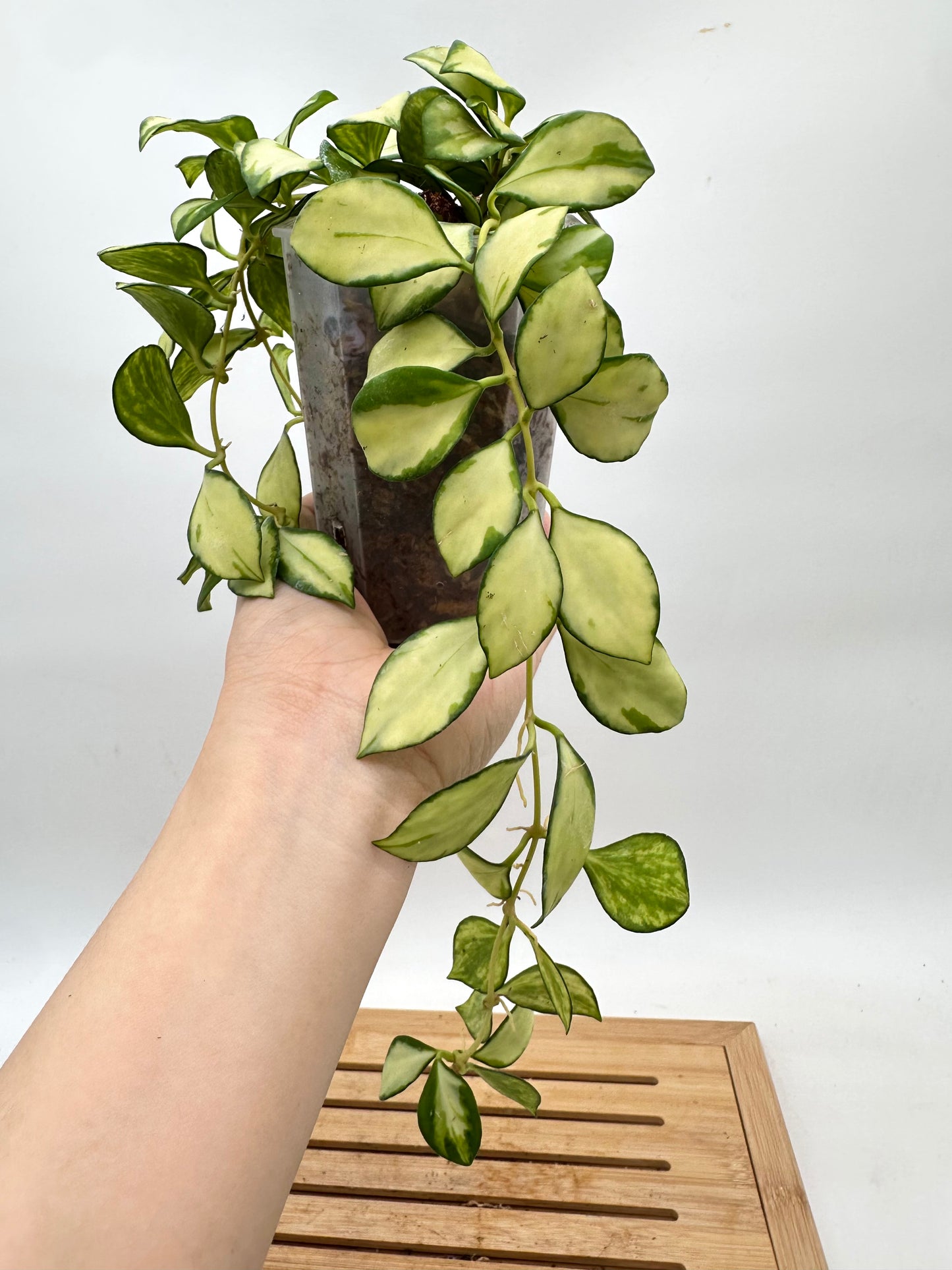 Hoya Heuschkeliana Inner Variegated - Multiple Growths