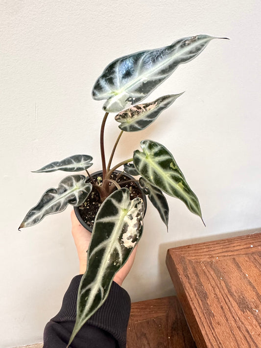 Alocasia Bambino Pink Variegated