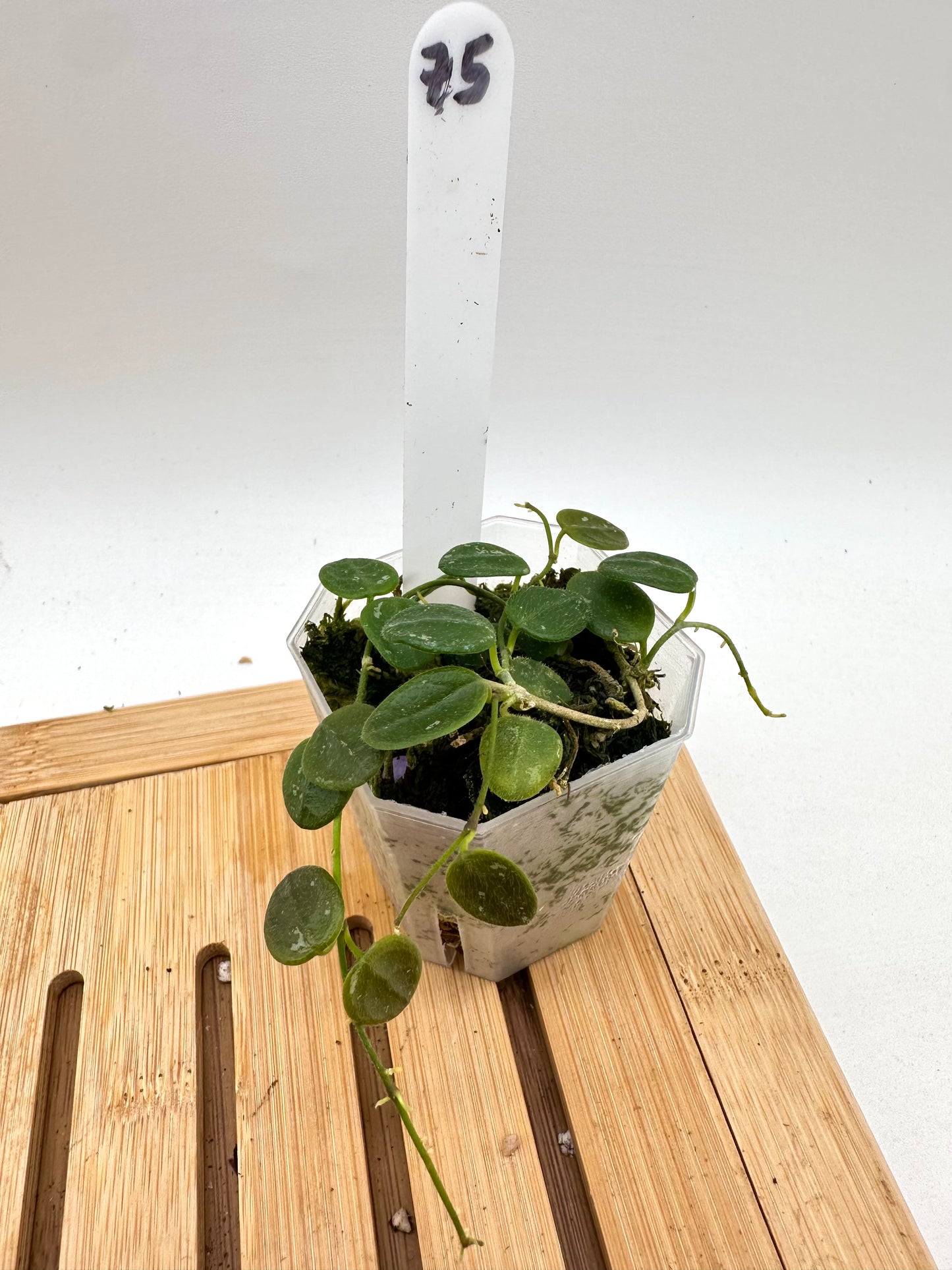 Hoya Serpens Splash