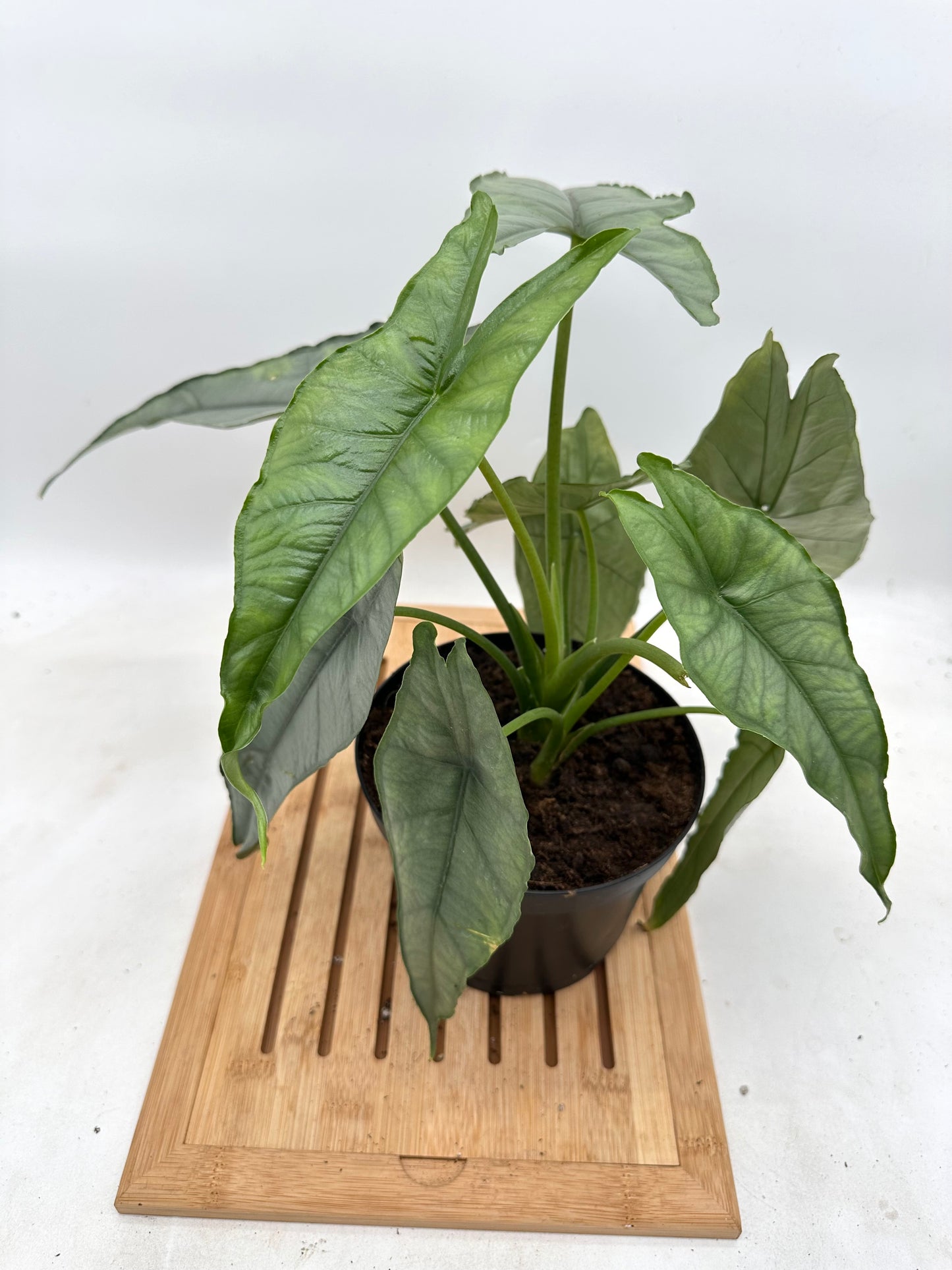 Alocasia Dragon’s Breath