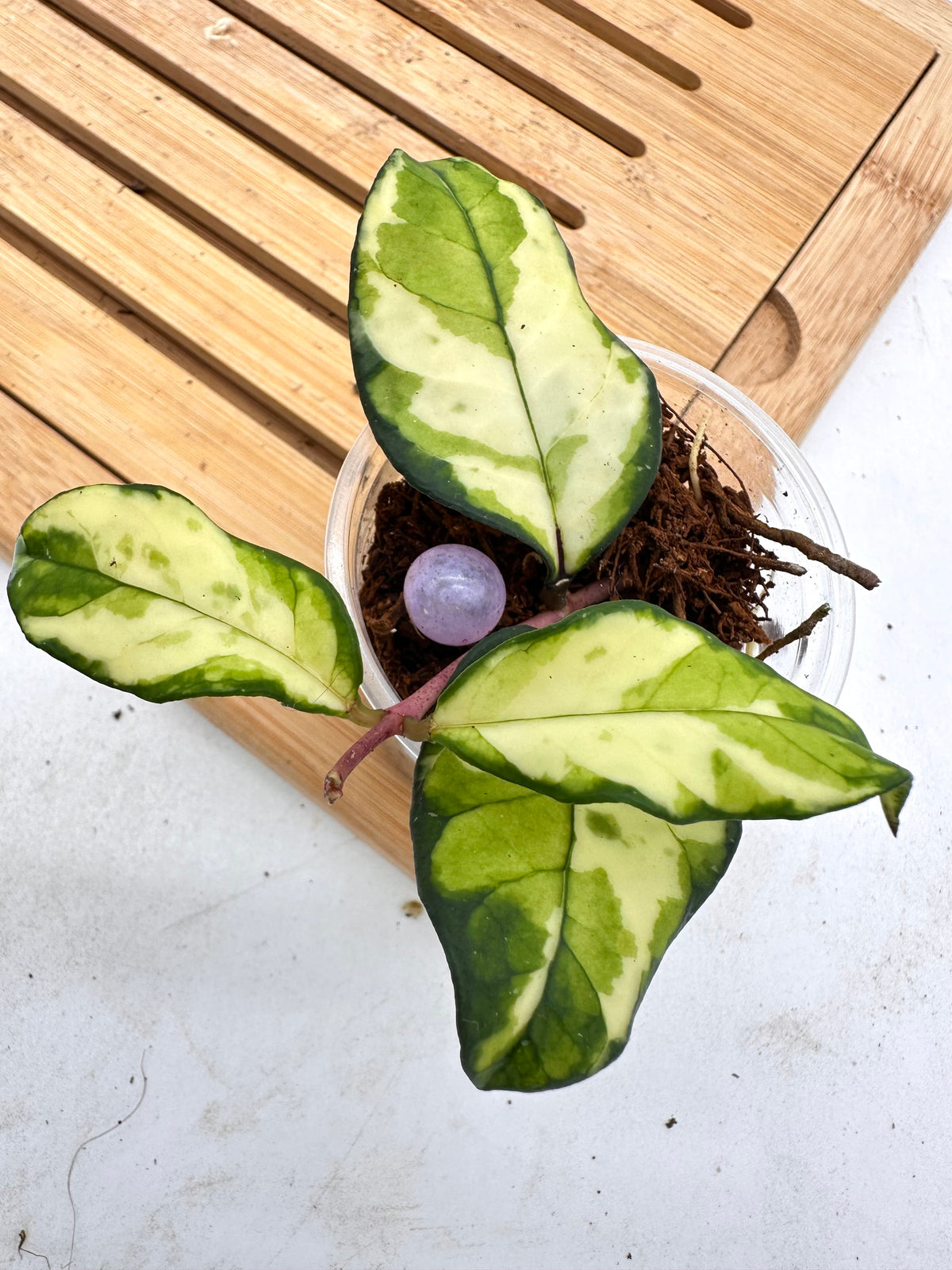 Hoya Crassipetiolata Variegated