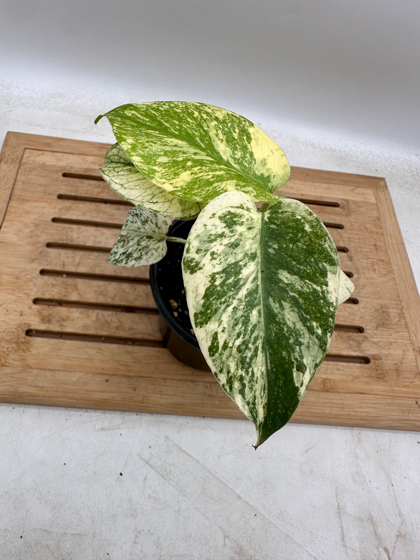 Monstera White Monster in 4” pot