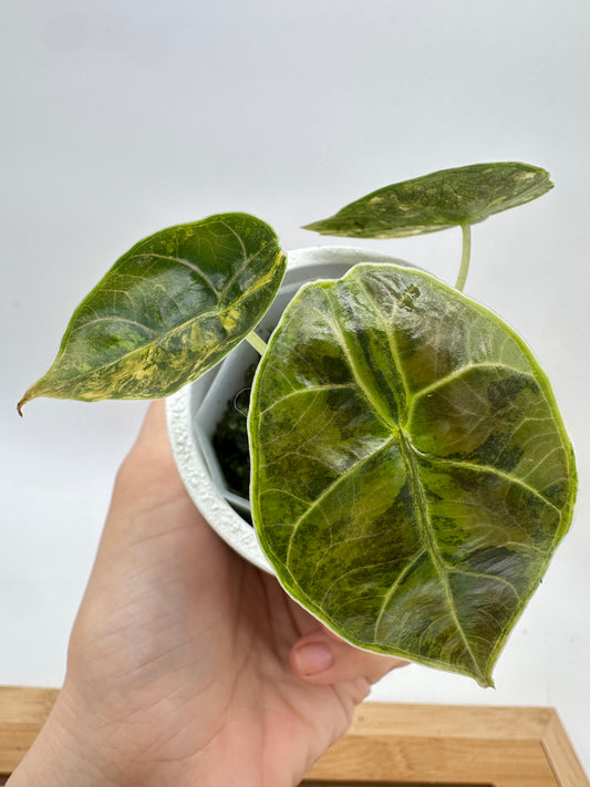 Alocasia Azlanii Aurea Variegated