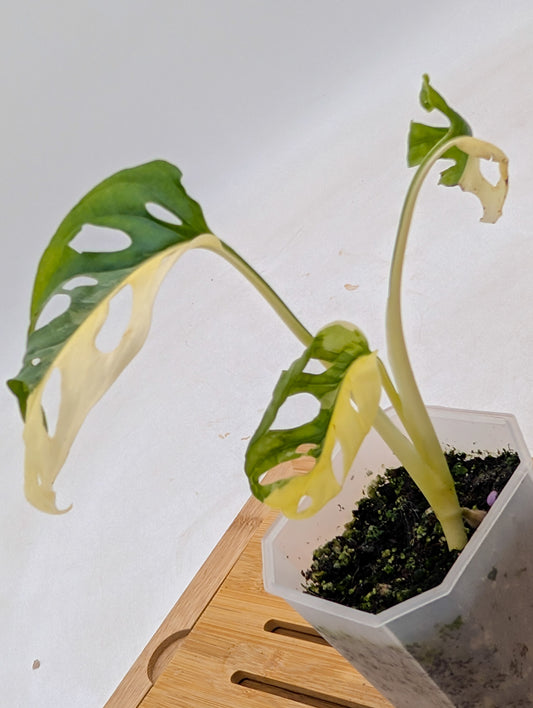 Monstera Adansonii Albo Variegated