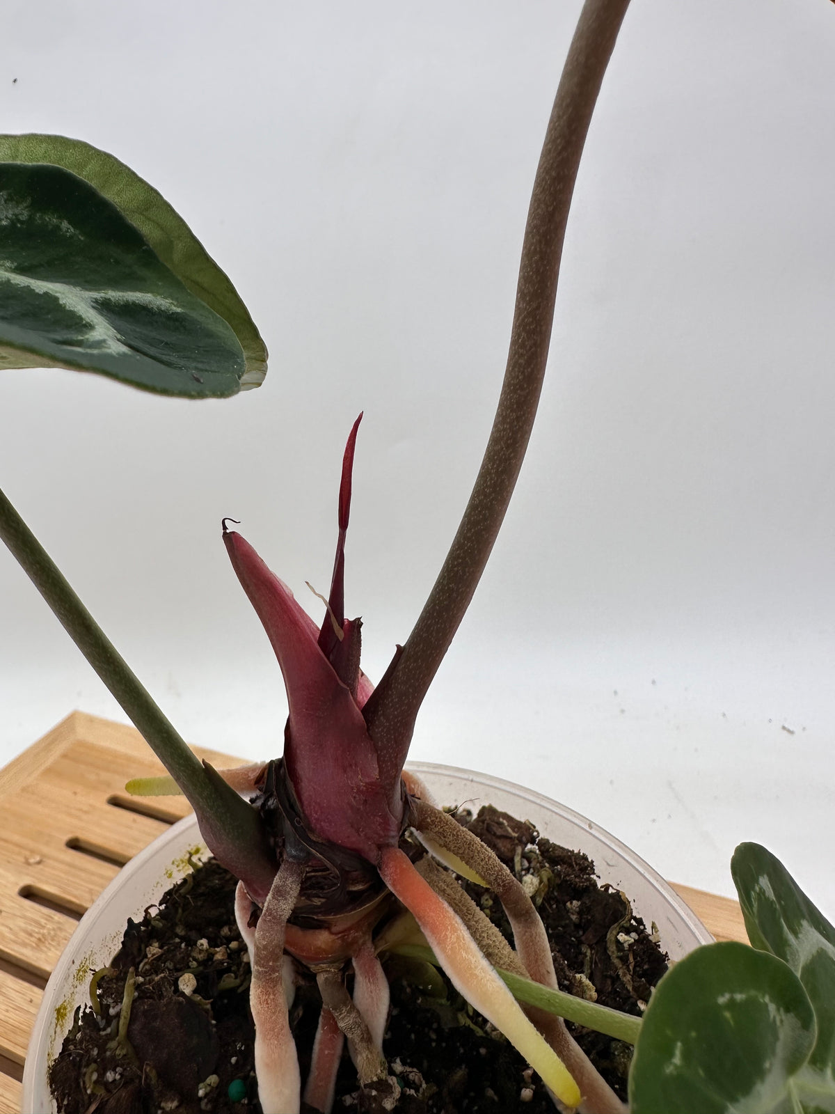 Anthurium Dark Phoenix x Fosterman