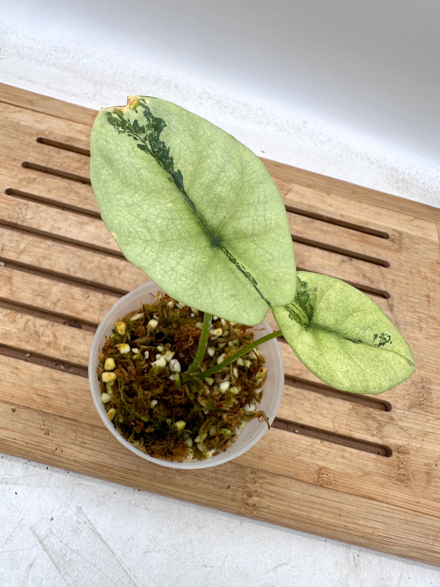 Alocasia Sinuata Mint/Albo Variegated