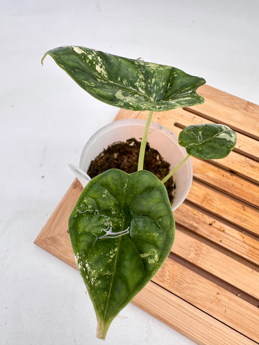 Alocasia Dragon Scale Albo Variegated