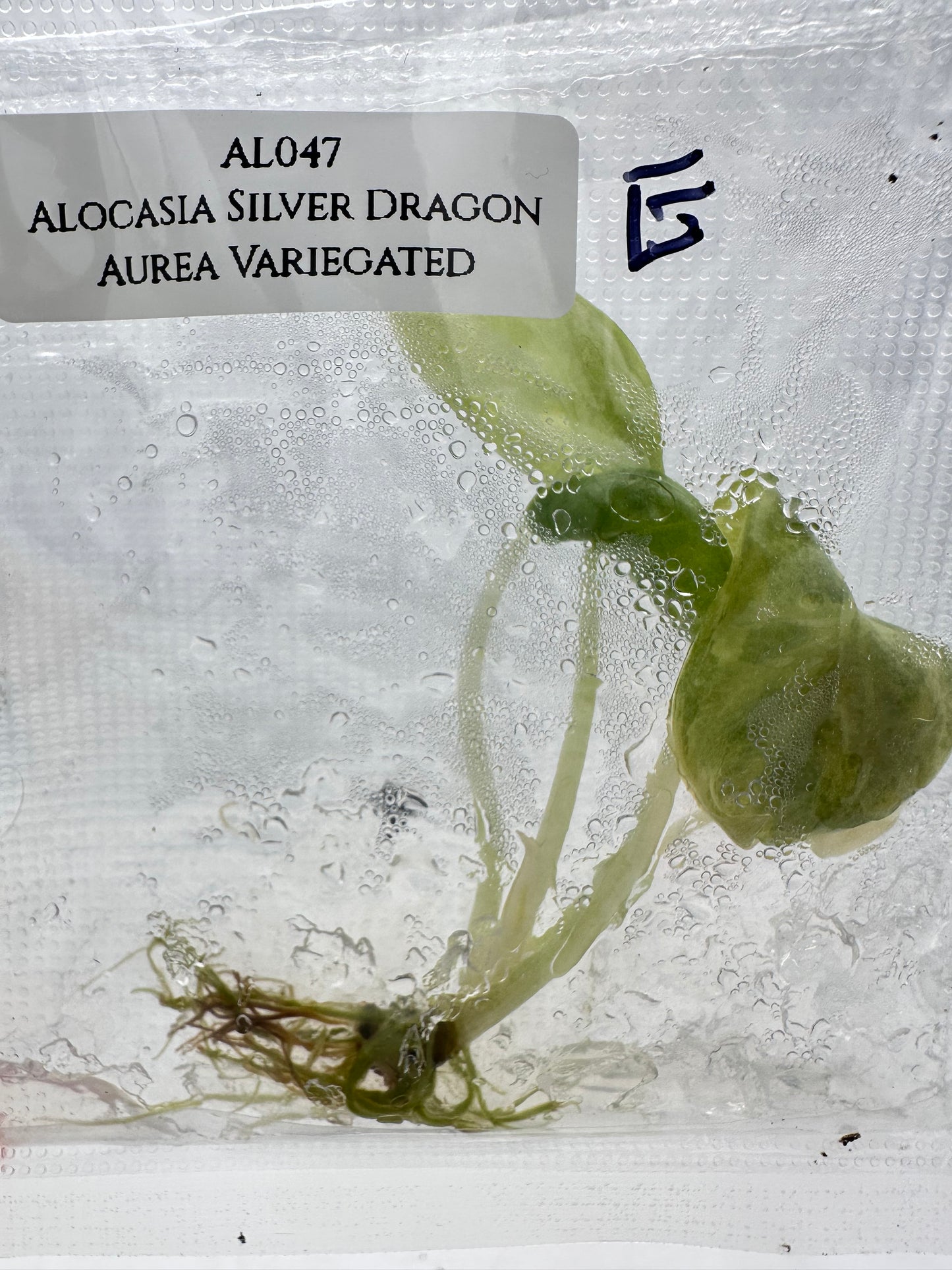 Tissue Culture - Alocasia Silver Dragon Aurea Variegated
