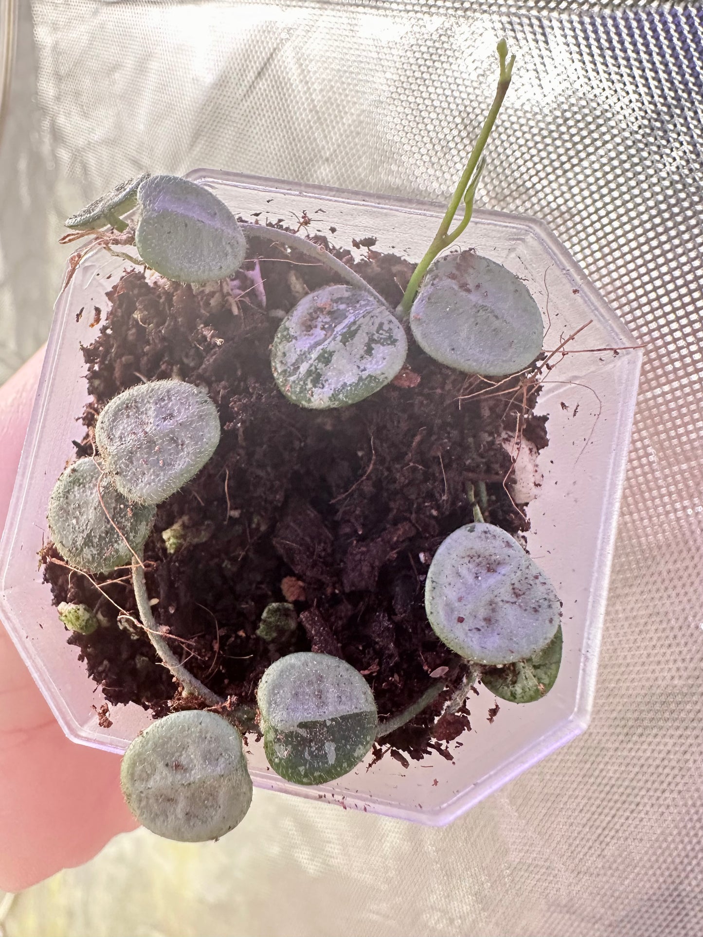 Hoya Serpens Silver