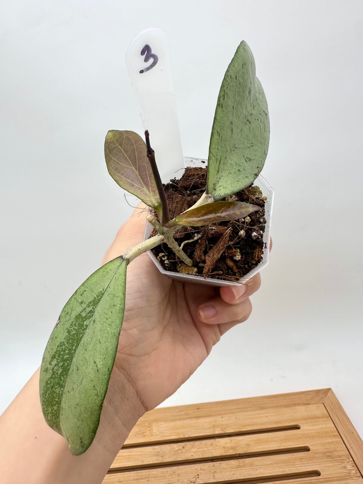 Hoya Meena Silver