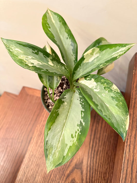 Aglaonema Suvarna Bhumi Variegated (3 growths/plants)