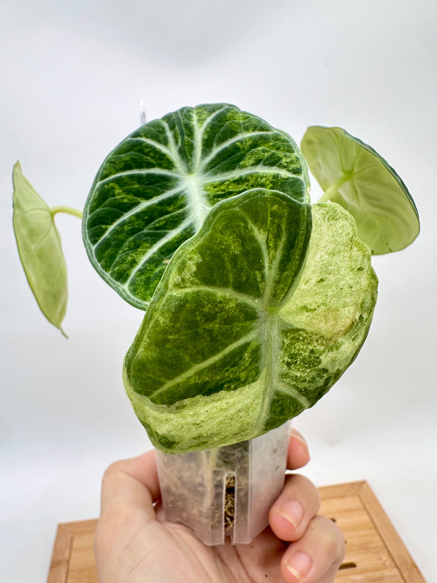 Alocasia Ninja Tri-Color Variegated