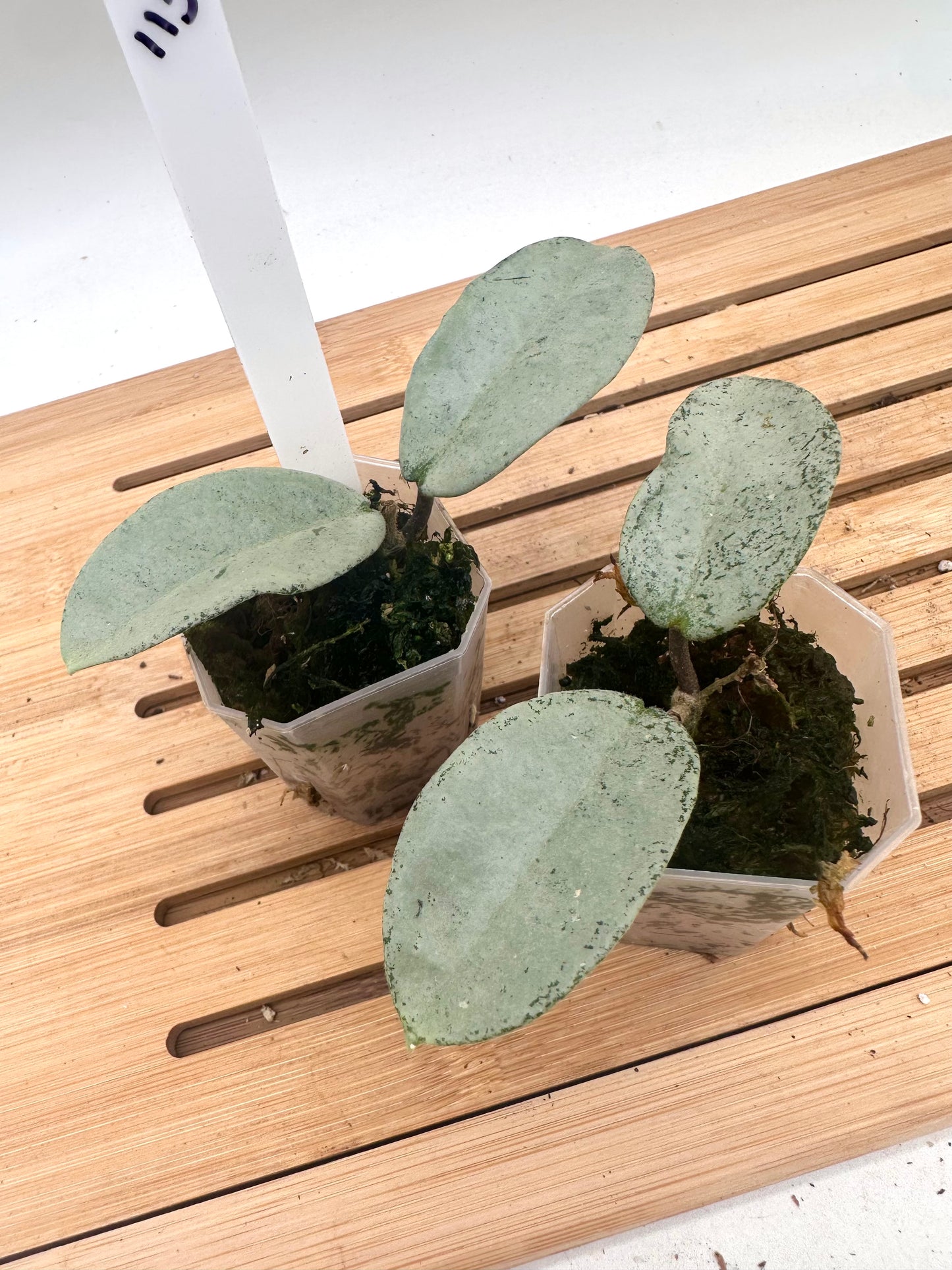 Hoya Nova Ghost (Reverted Argentea Princess)