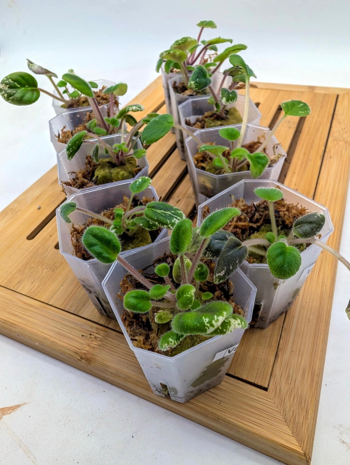 Variegated African Violet