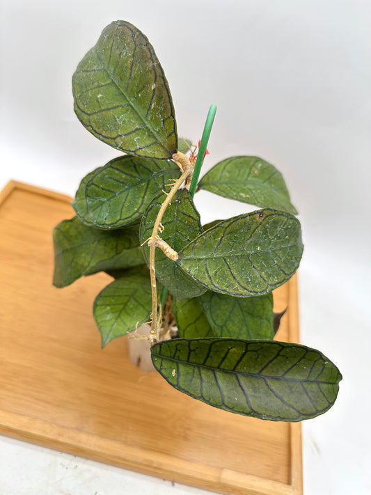 Hoya Gunung Gading - Good Size, Multiple Growths