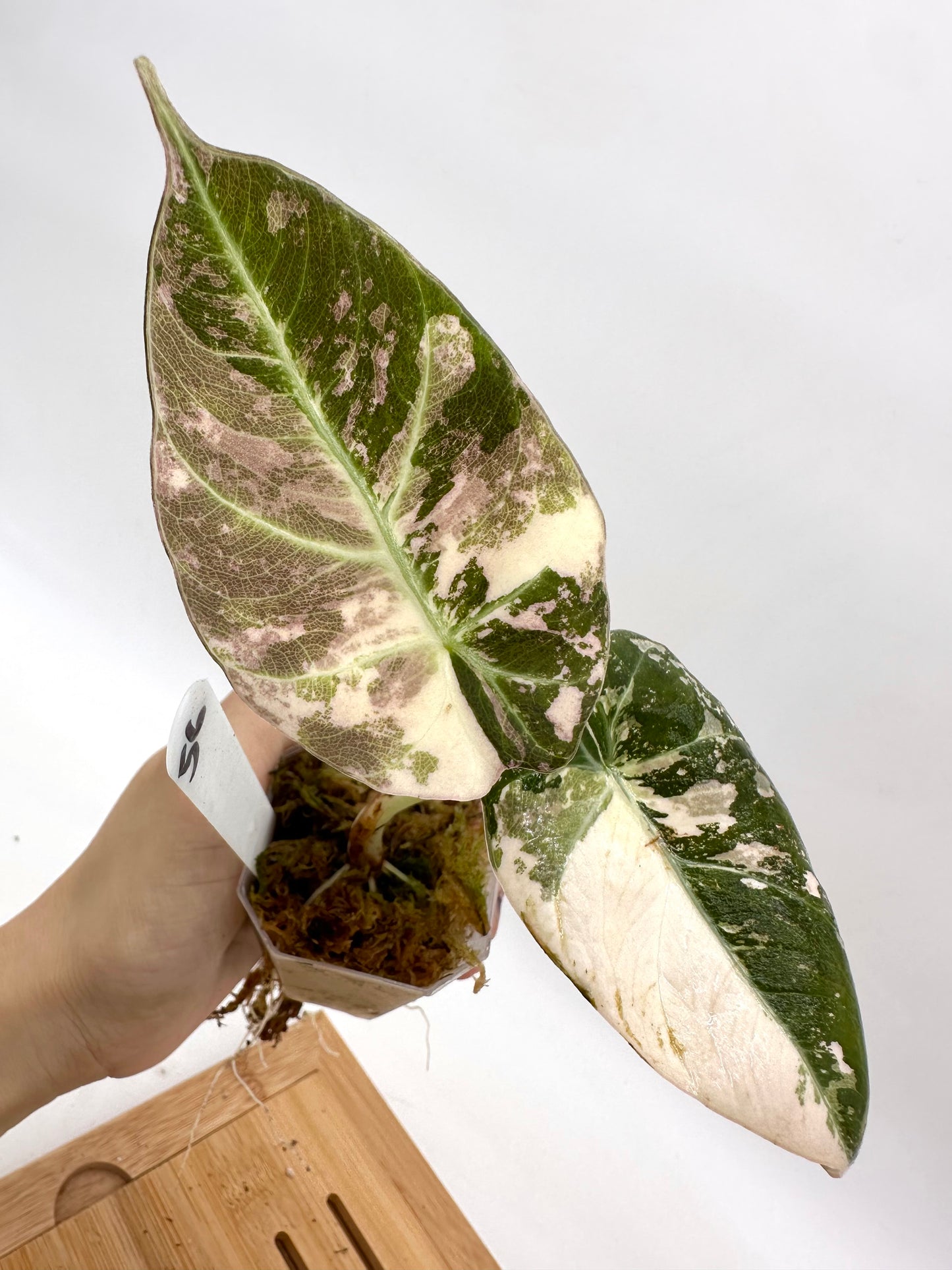 Alocasia Black Velvet Albo Pink Variegated