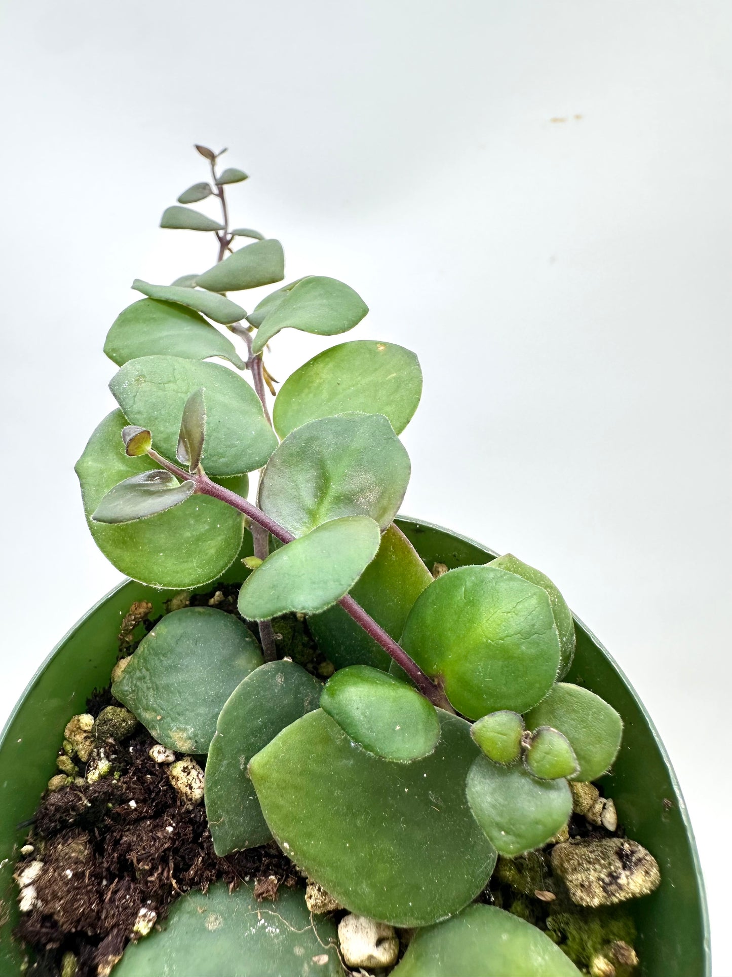 Thai Pink 🌸 Lipstick Plant