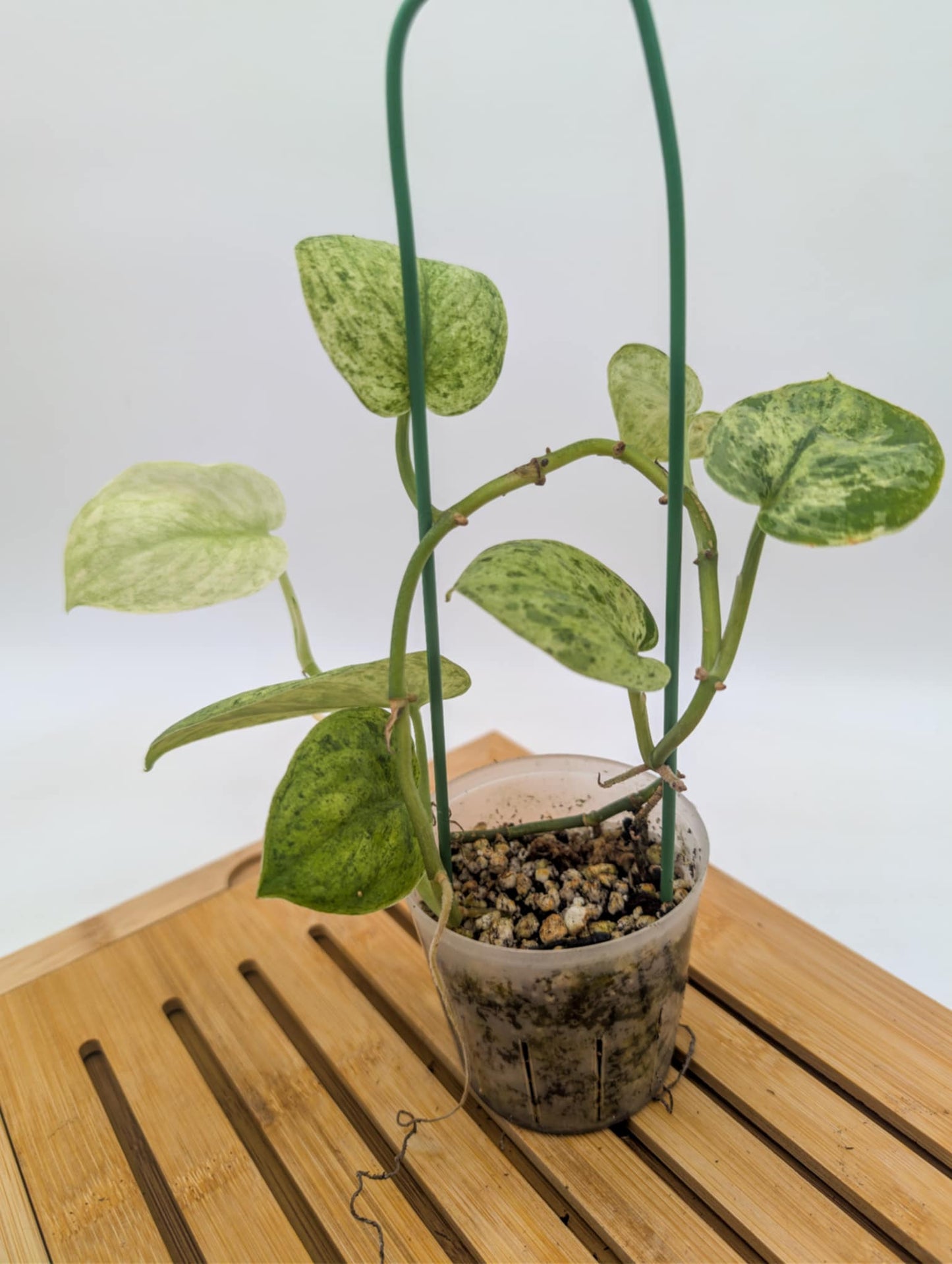 Scindasus Jade Satin Marble