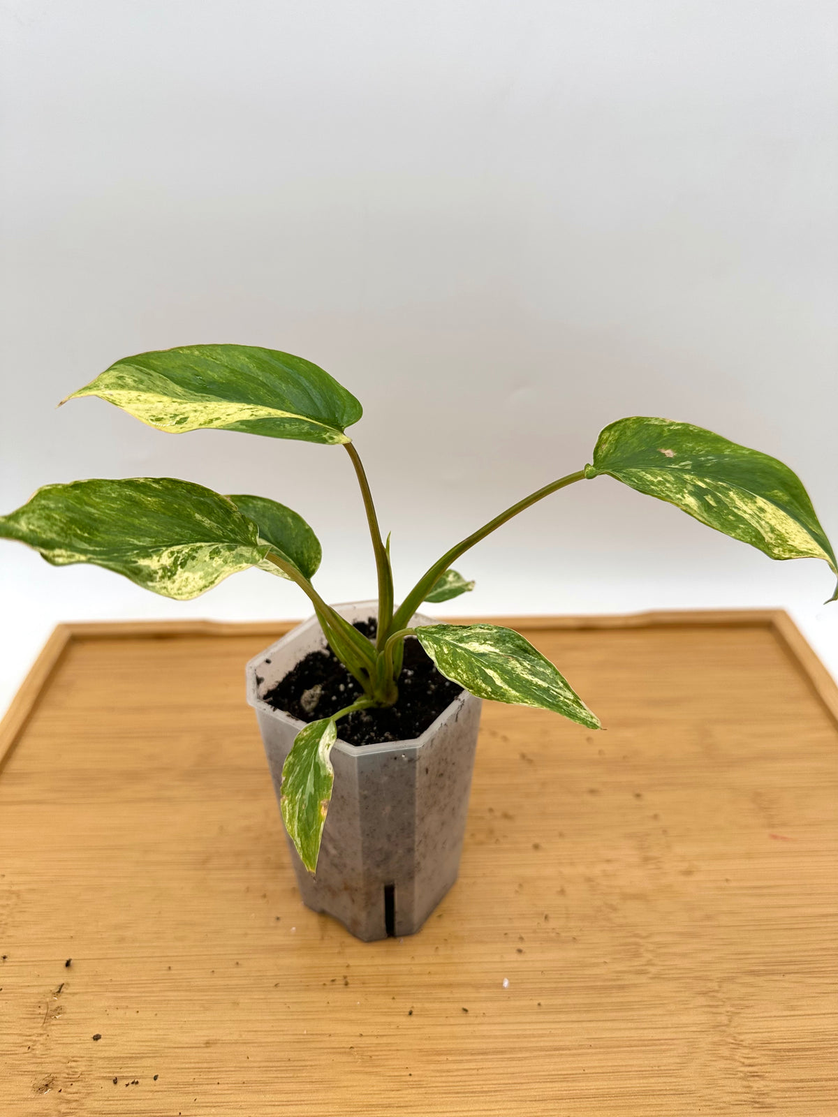 Homalonema Rubencens Variegated