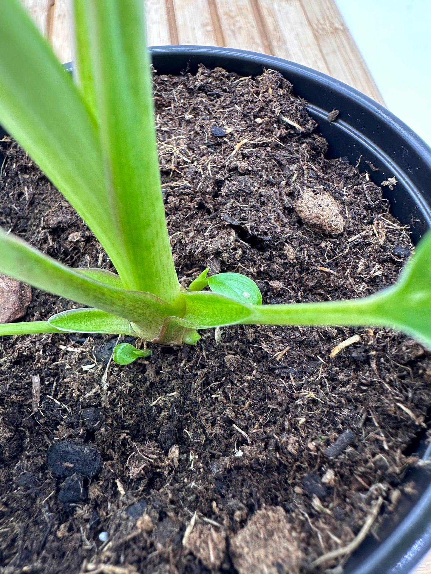 Homalonema Rubescens Variegated