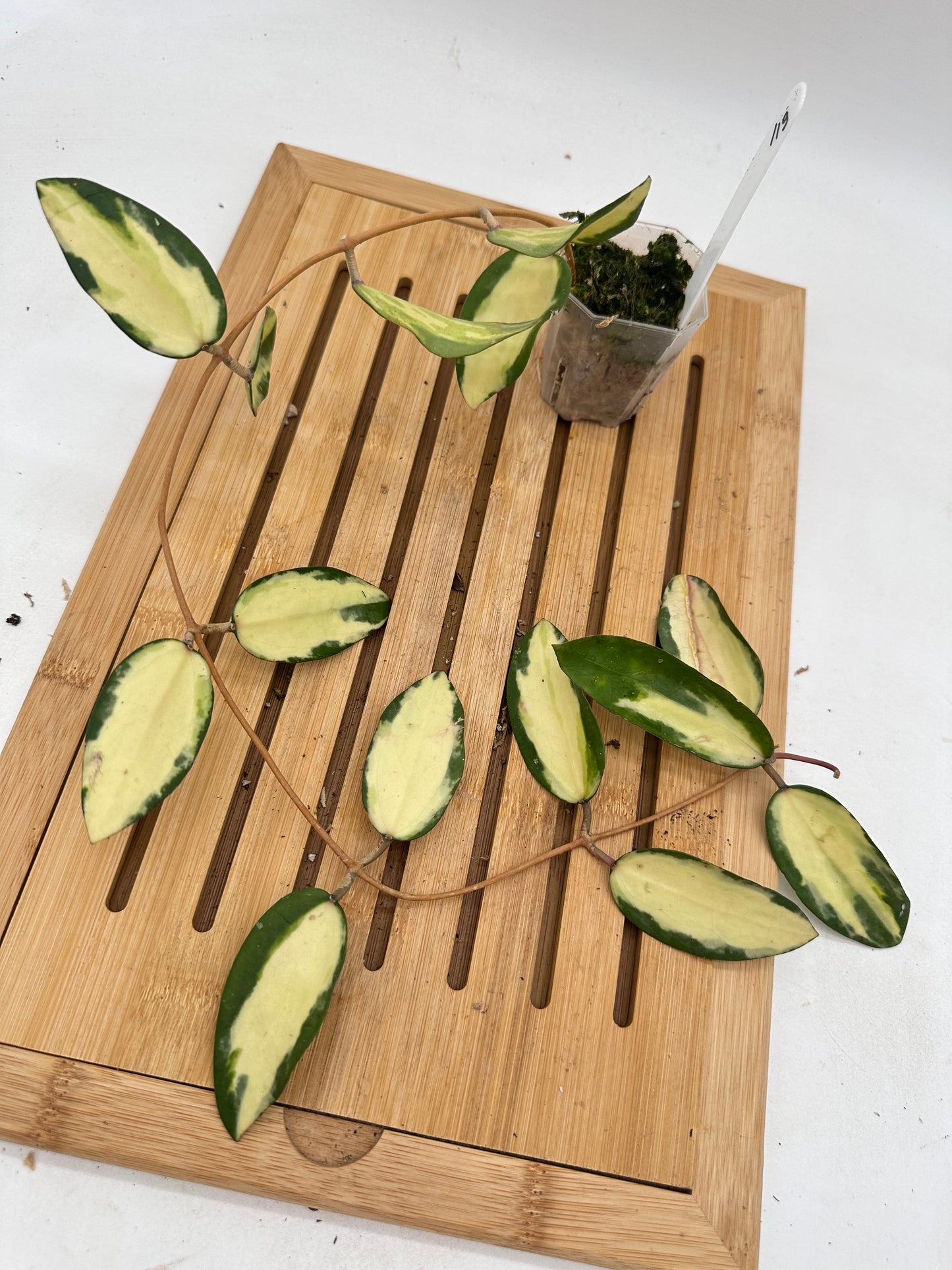 Hoya Acuta Inner Variegated - 119
