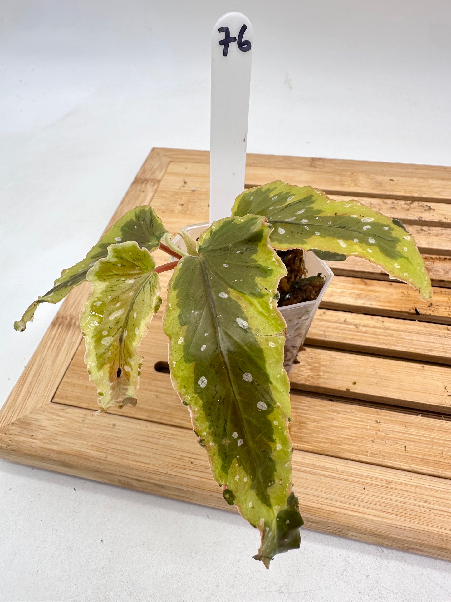 Begonia Dainty Spray Variegated