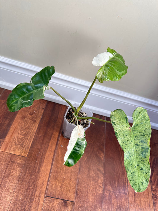 Philodendeon Paraiso Verde Albo Variegated - Thanksgiving Sale 💚