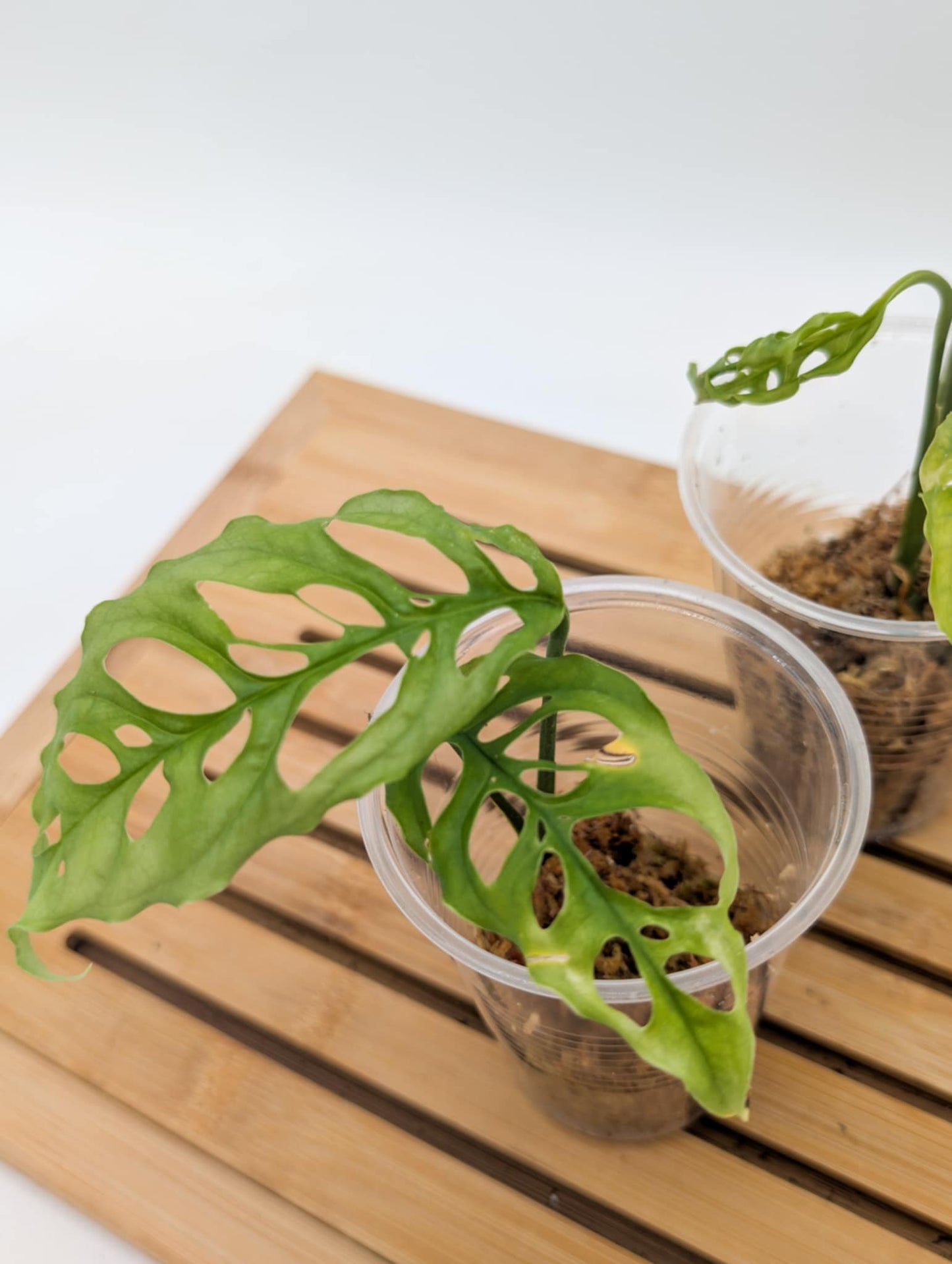 Monstera Obliqua Peru