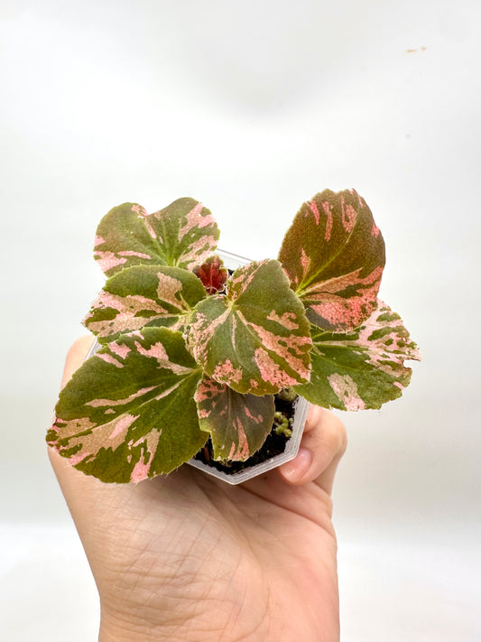 Begonia Semperflorens Red Variegated - 7+ Growths