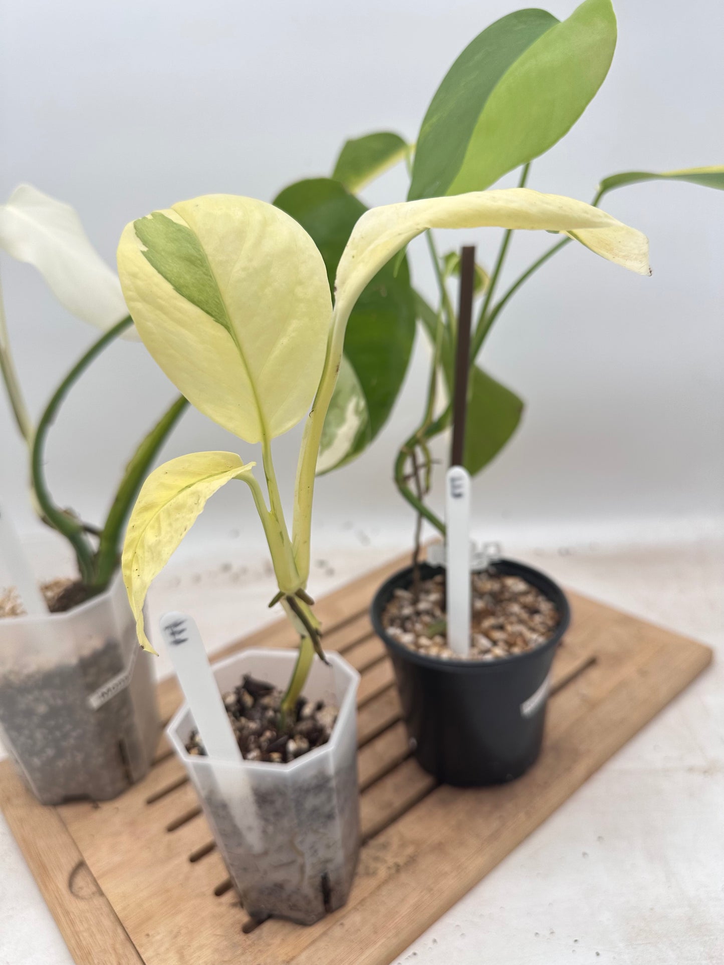 Combo Sale - Monstera Borsigiana Albo & Lechleriana Albo & Borsiginana Aurea