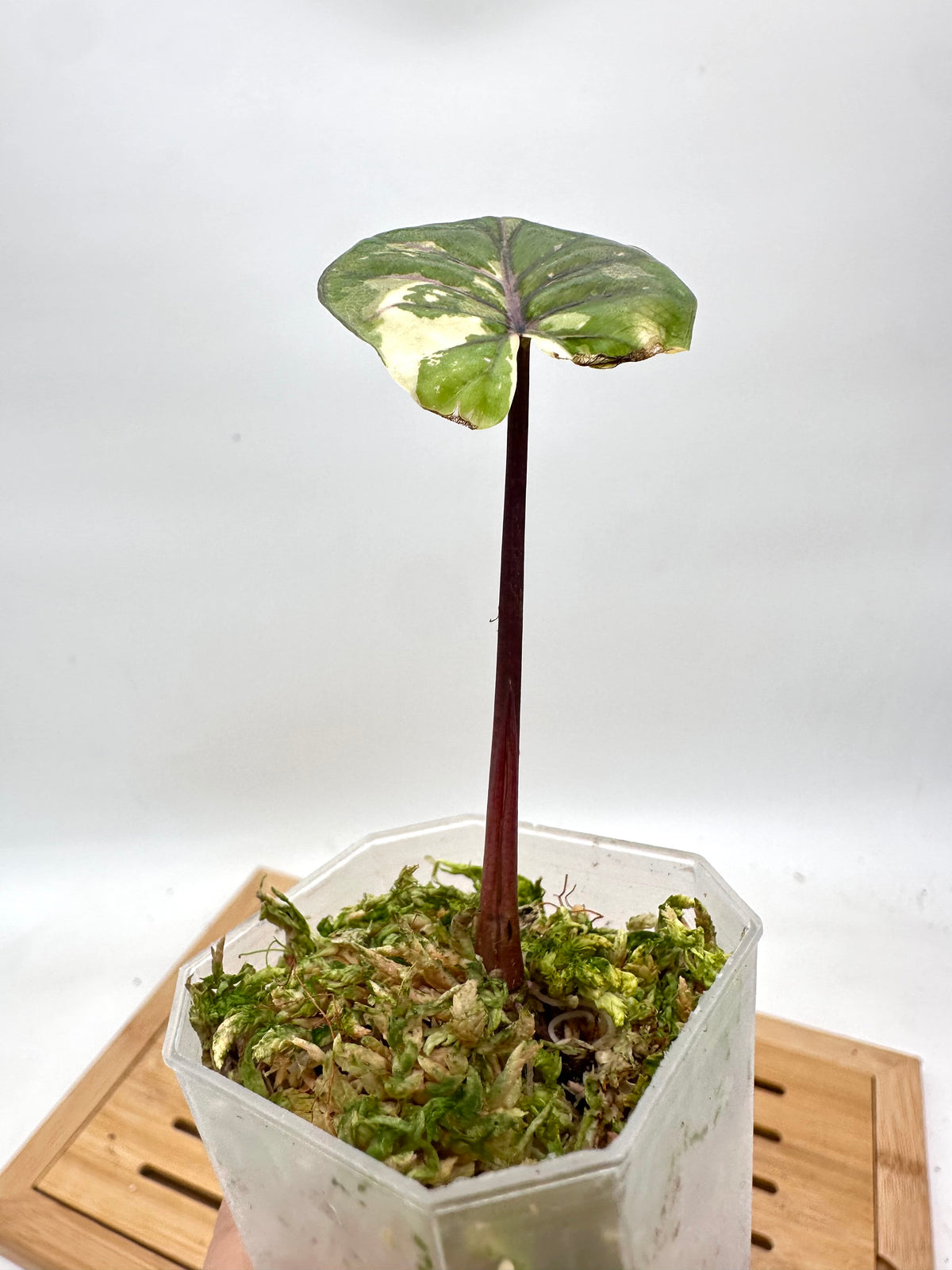 Alocasia Yucatan Princess Variegated