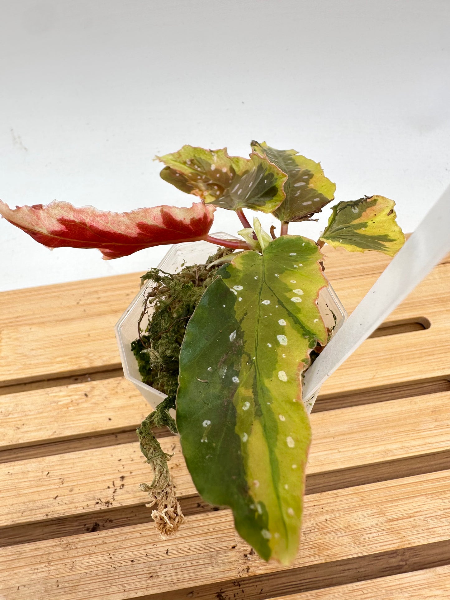 Begonia Dainty Spray Variegated