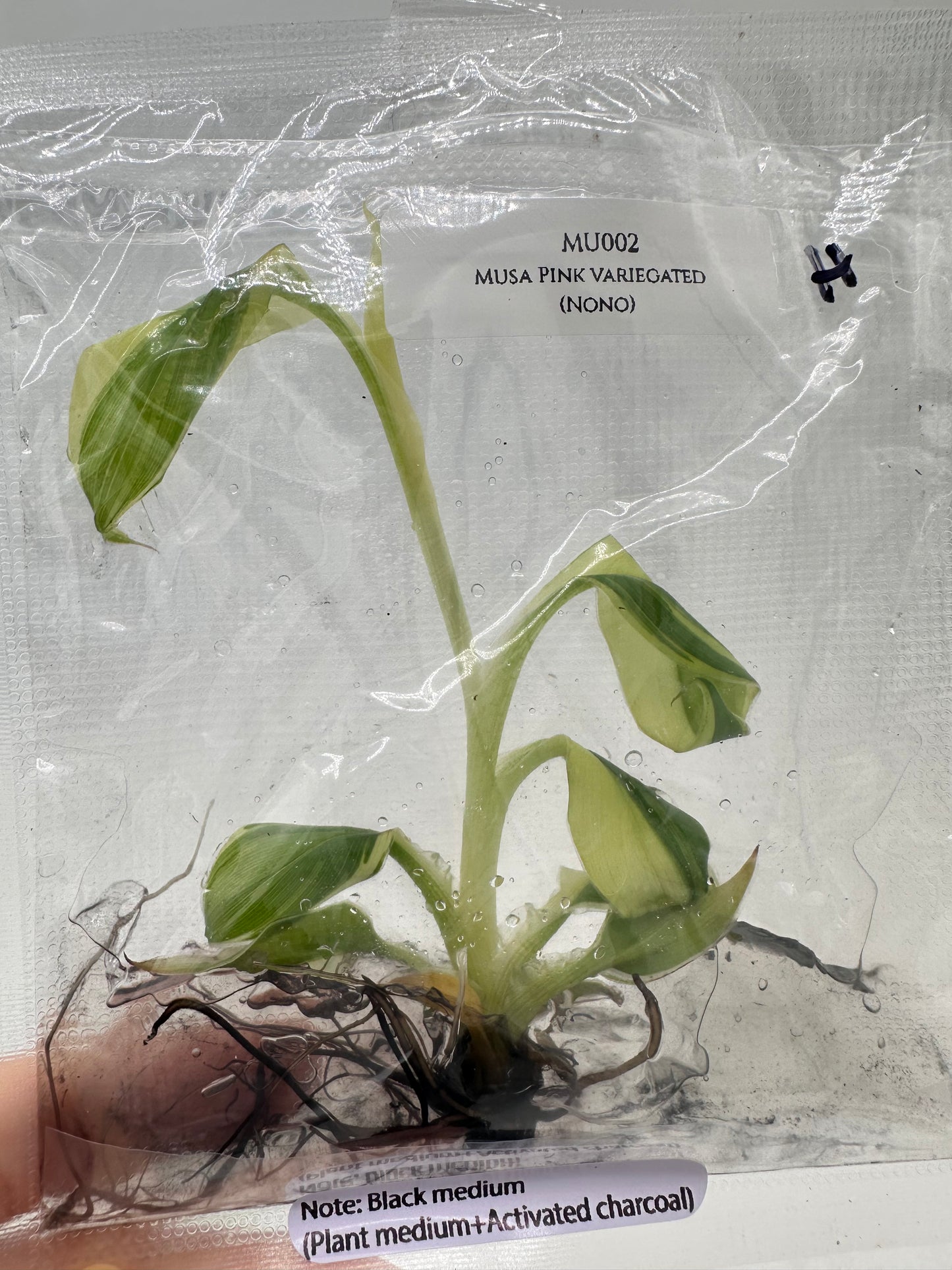 Tissue Culture - Musa Pink Variegated Banana Tree