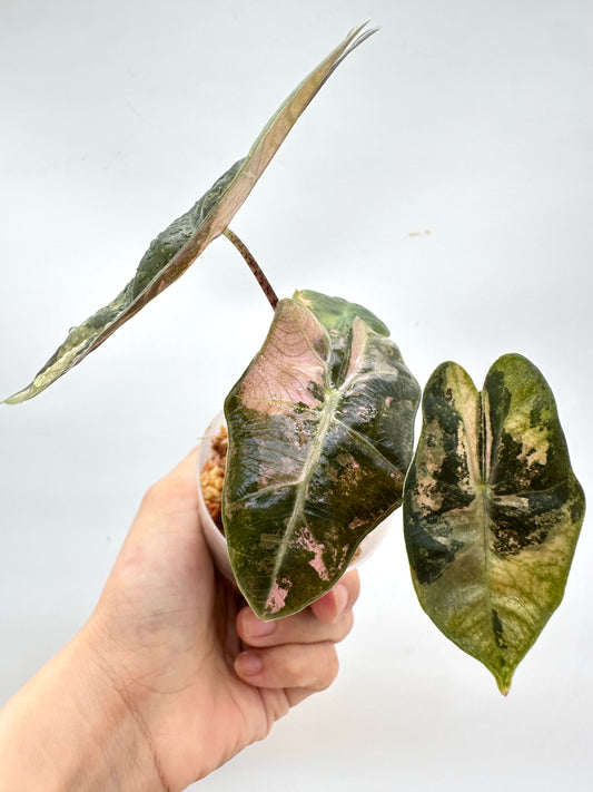 Alocasia Psuedo Sanderiana Albo Pink Variegated