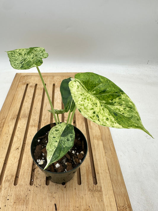 Alocasia Dragon Scale Mint