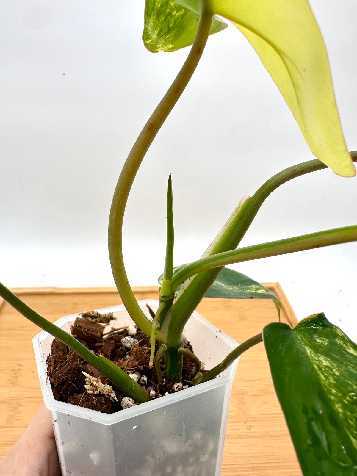 Philodendron FB x Paraiso Verde Variegated