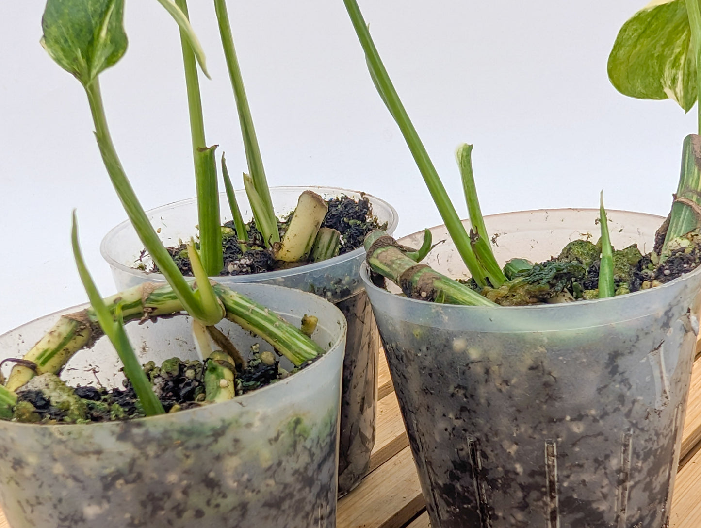 Monstera Lechleriana Variegated - Multiple Growths