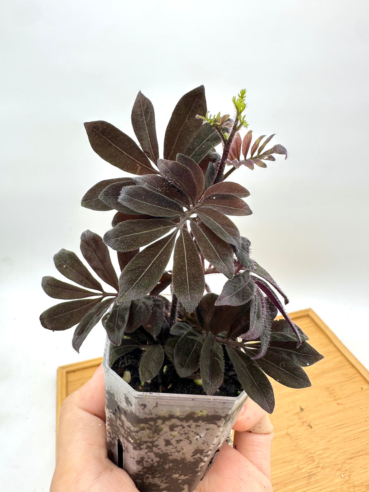 Solanum Uleanum