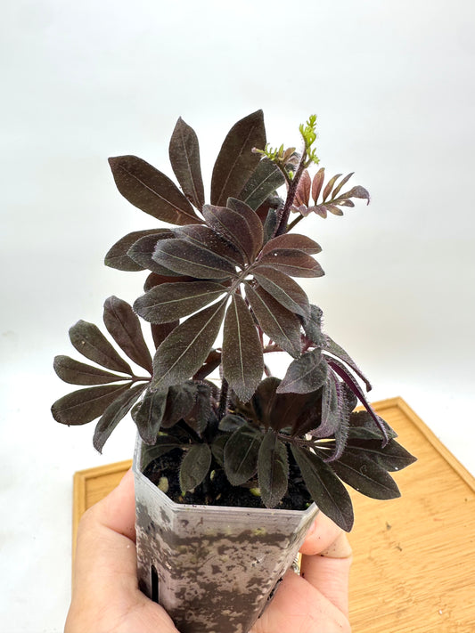 Solanum Uleanum
