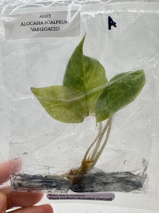 Tissue Culture - Alocasia Scalprum Variegated