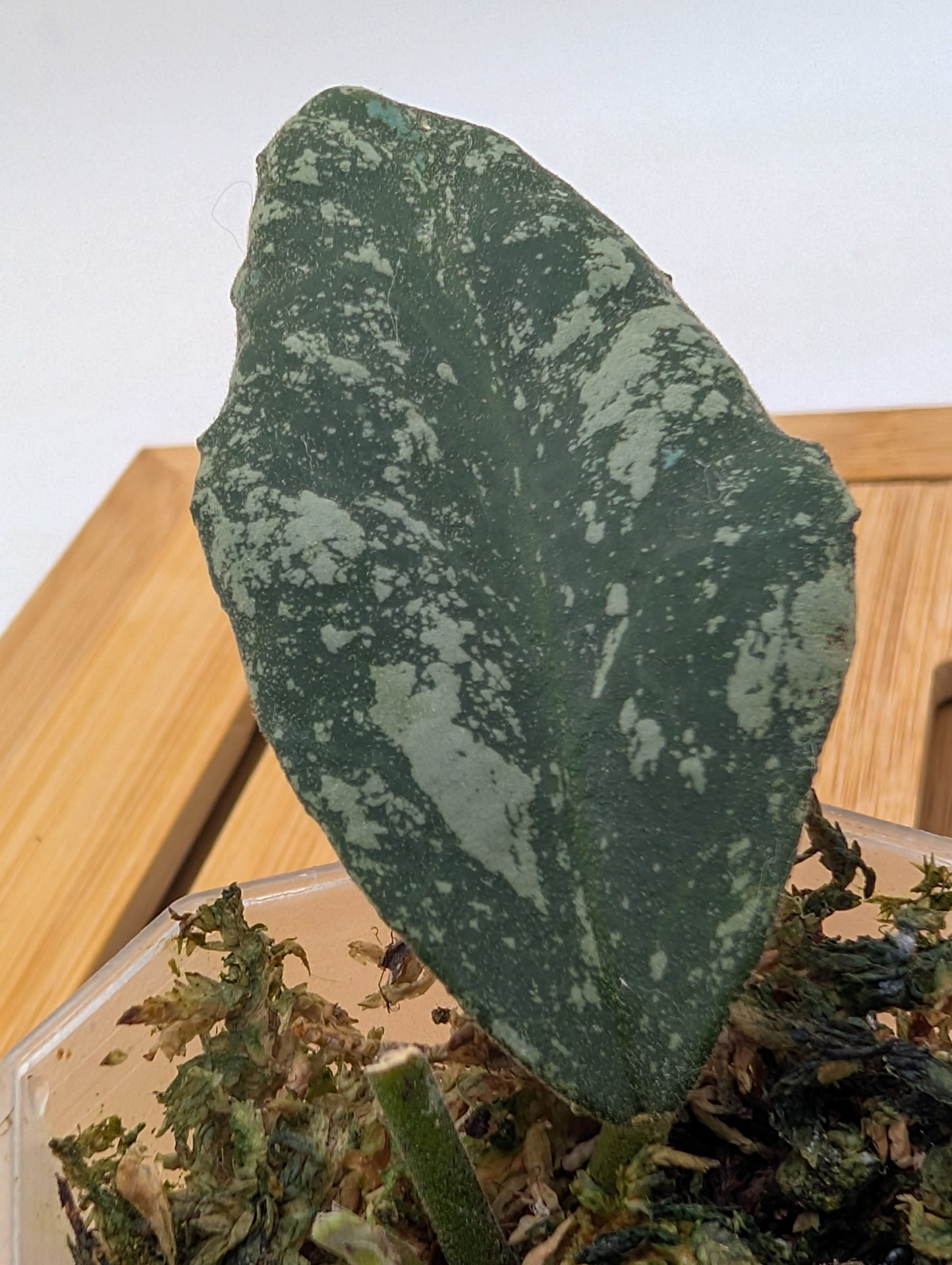 Hoya Cloudy Sky - New Growth