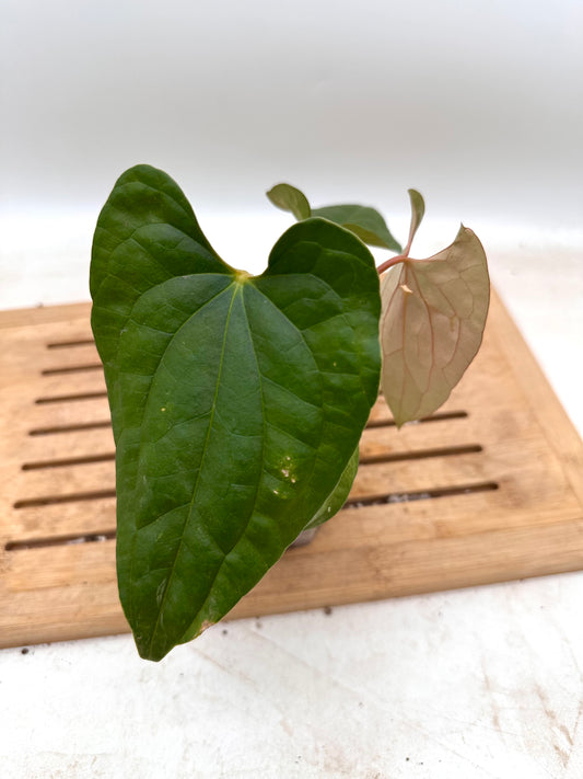 Anthurium Fort Sherman x Luxurians  - Thanksgiving Sale 💚