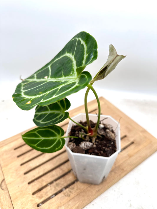 Anthurium Crystallinum Turtle - has extra baby plant