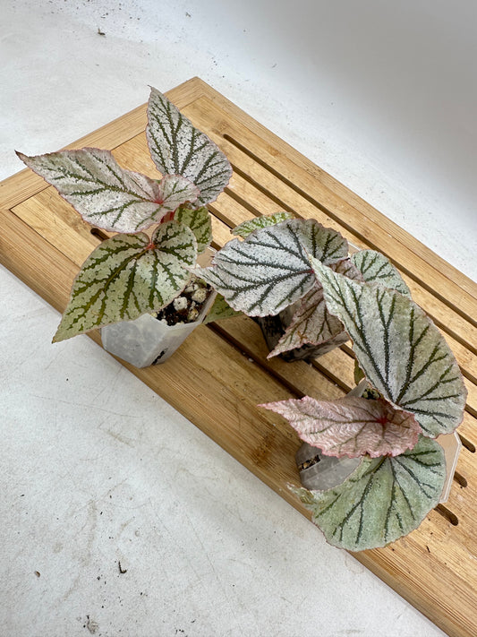 Begonia X’Frosty