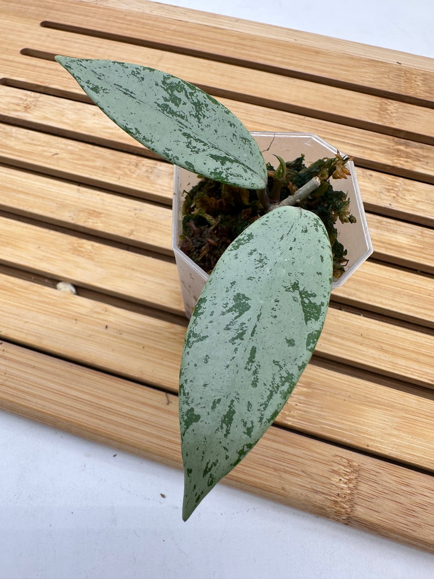 Hoya Publicalyx Silver Ghost - With New Growth