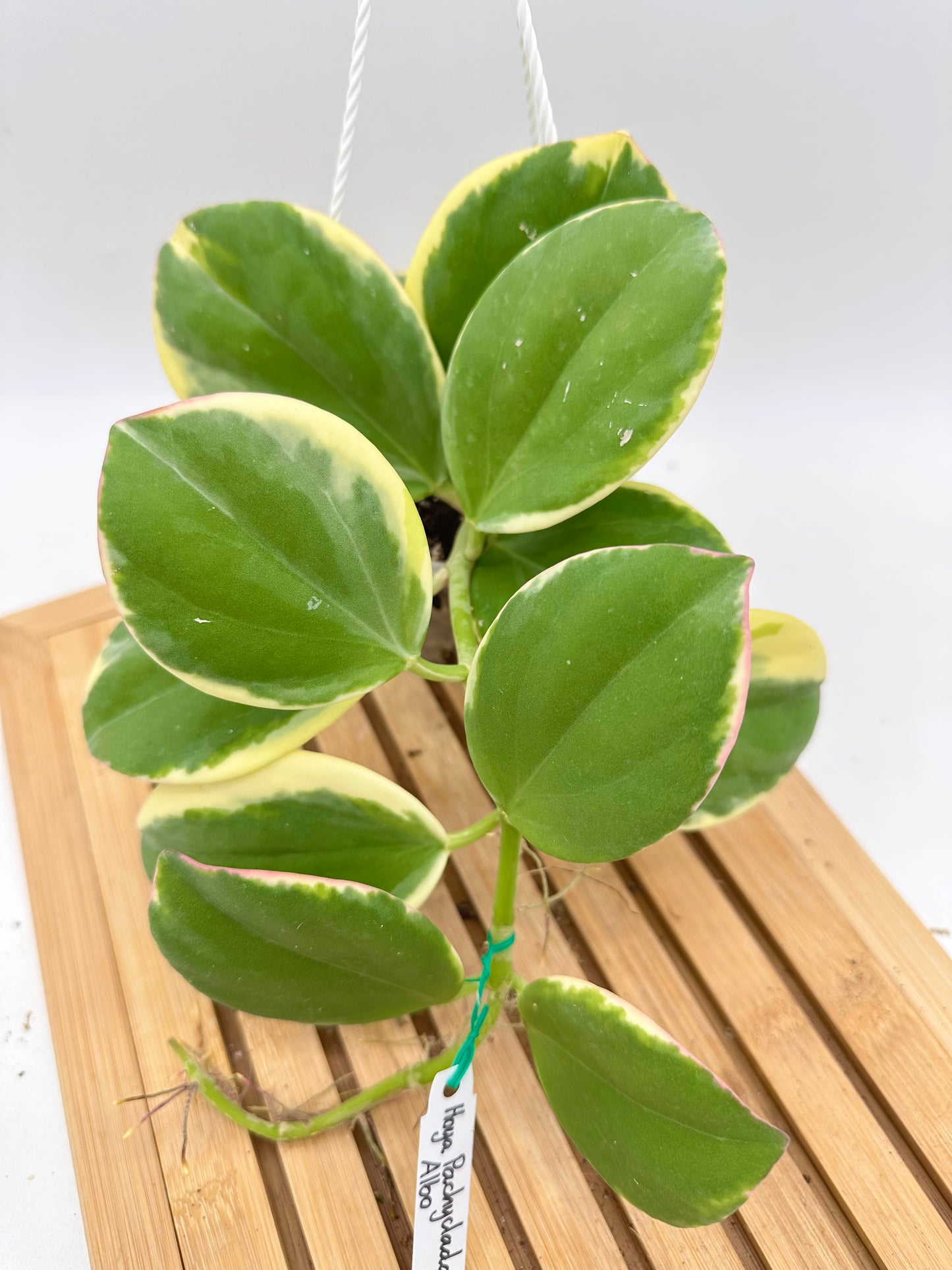 Hoya Pachyclada Albo Variegated